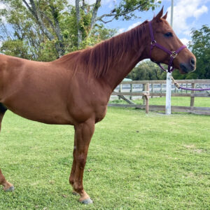 Royal Harry Thoroughbred Gelding