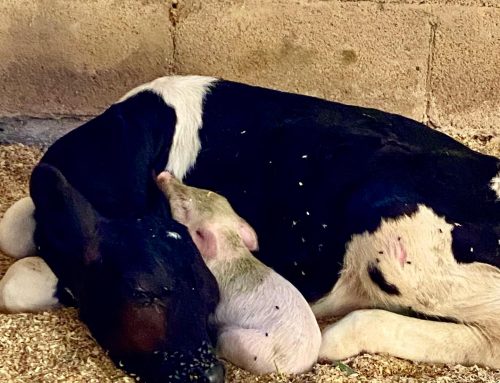 Amos and Lionel: An Unlikely Animal Friendship