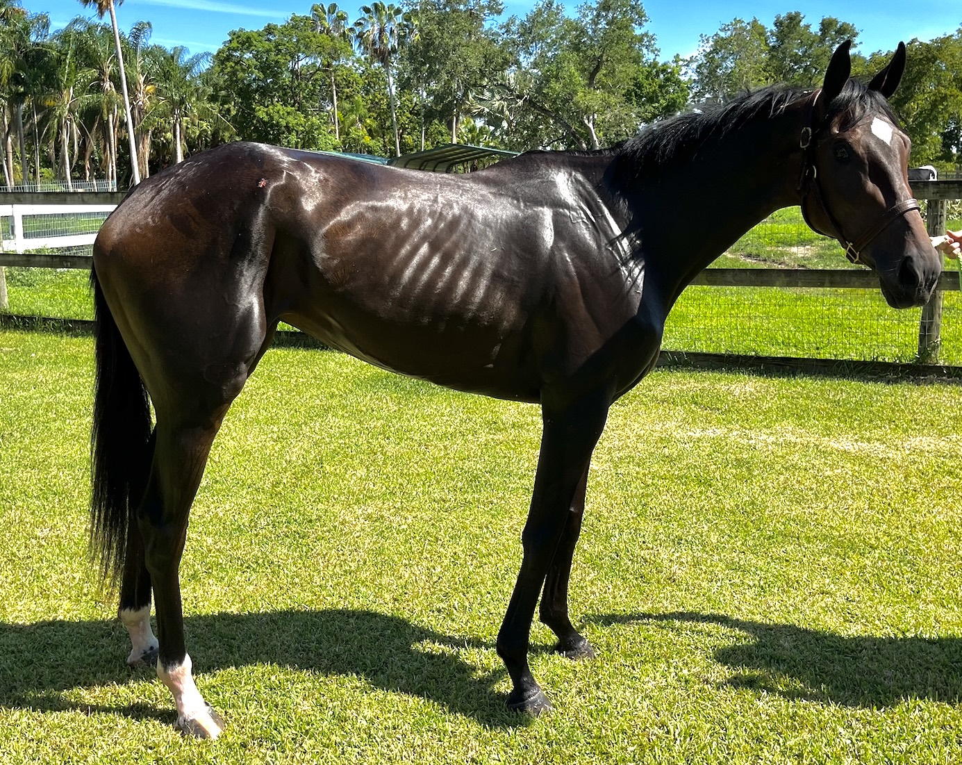 Miss Tones Thoroughbred Mare