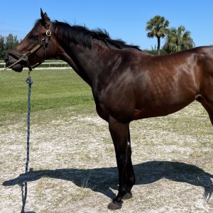 Surprise Payoff Thoroughbred Gelding