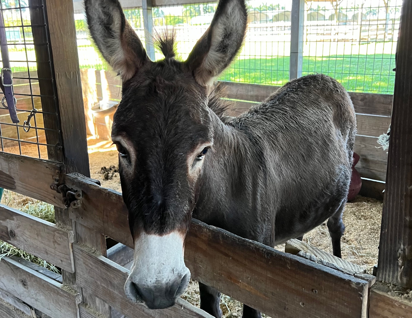 South Jersey Horse Rescue - NPO Sanctuary