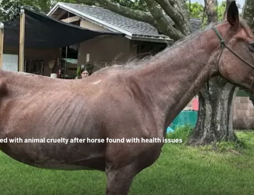 Homestead owner charged after horse found underweight, on dangerous property