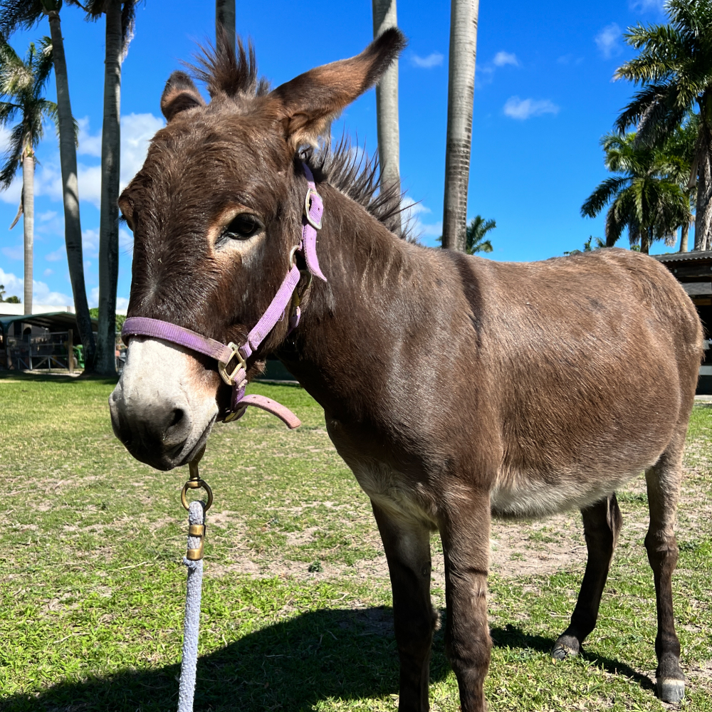 Percy Donkey Up for Adoption