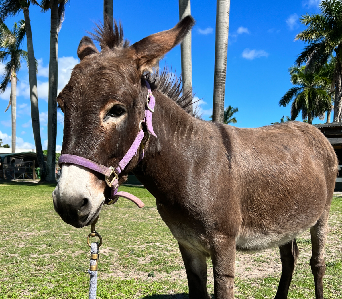 Percy Donkey Up for Adoption