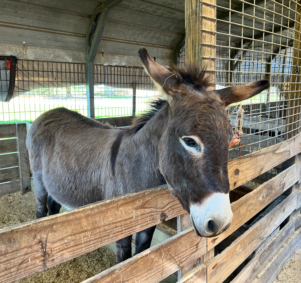 Percy Sweet Gelding Donkey