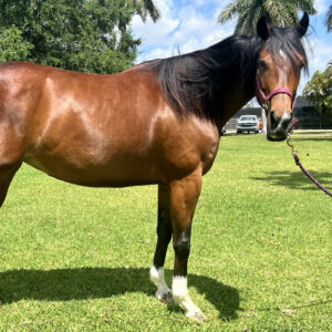 Wild Dapple Annie Thoroughbred Mare