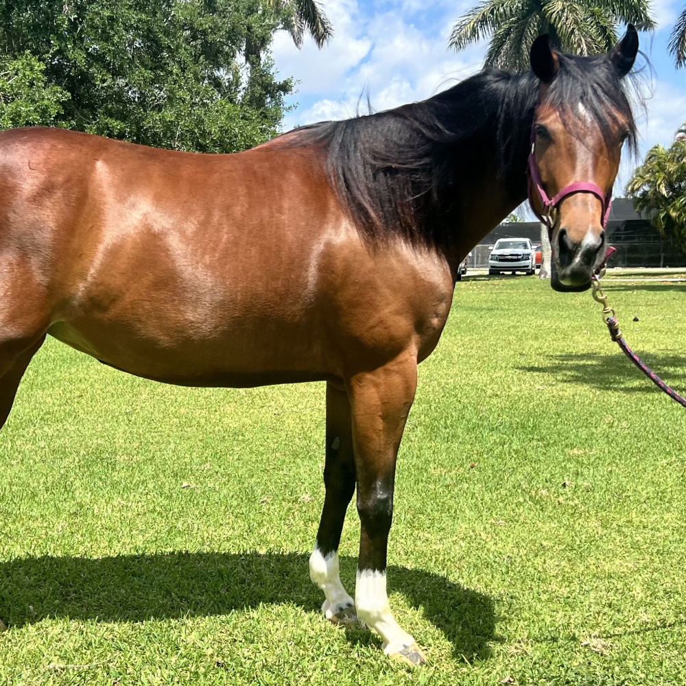 Wild Dapple Annie Thoroughbred Mare