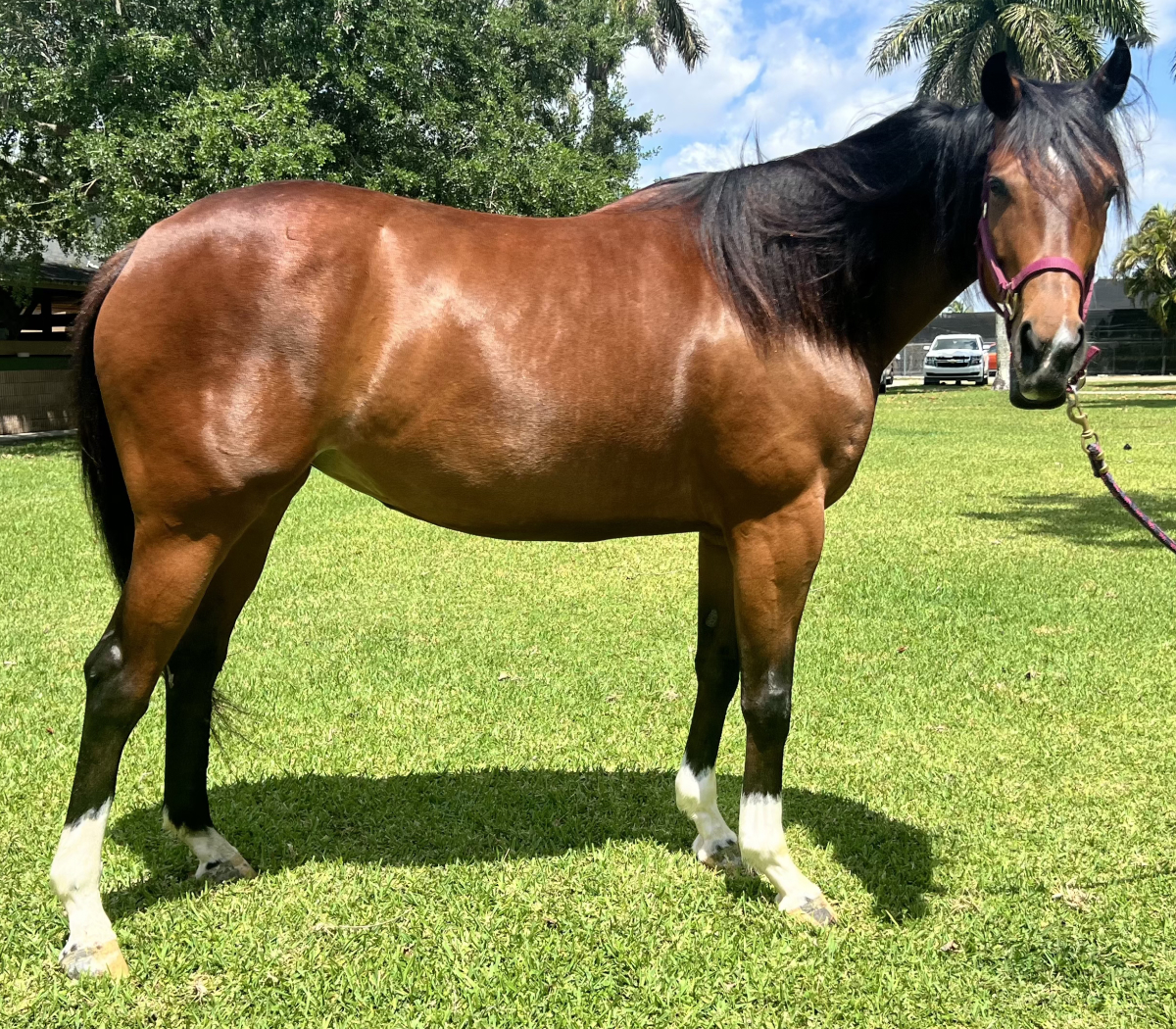 Wild Dapple Annie Thoroughbred Mare