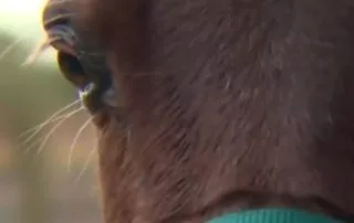 Abandoned miniature horse