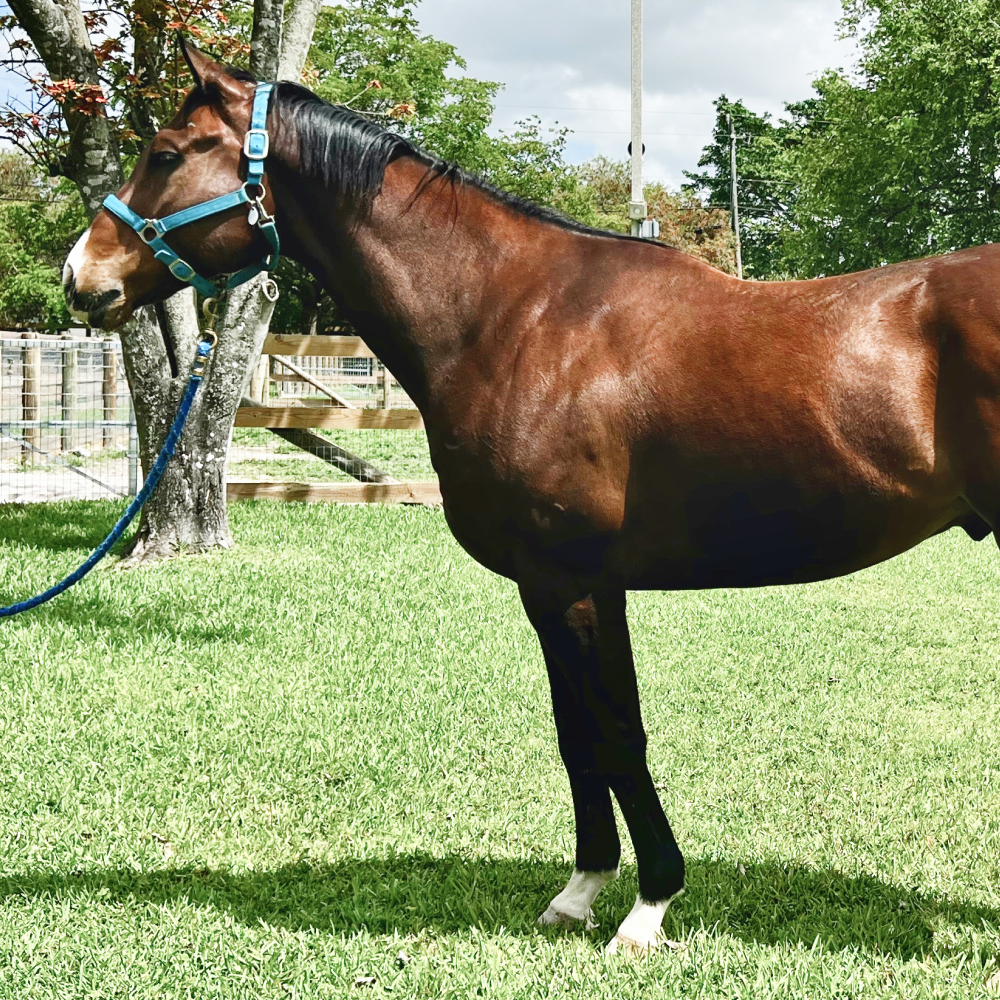 Darby Thoroughbred Gelding
