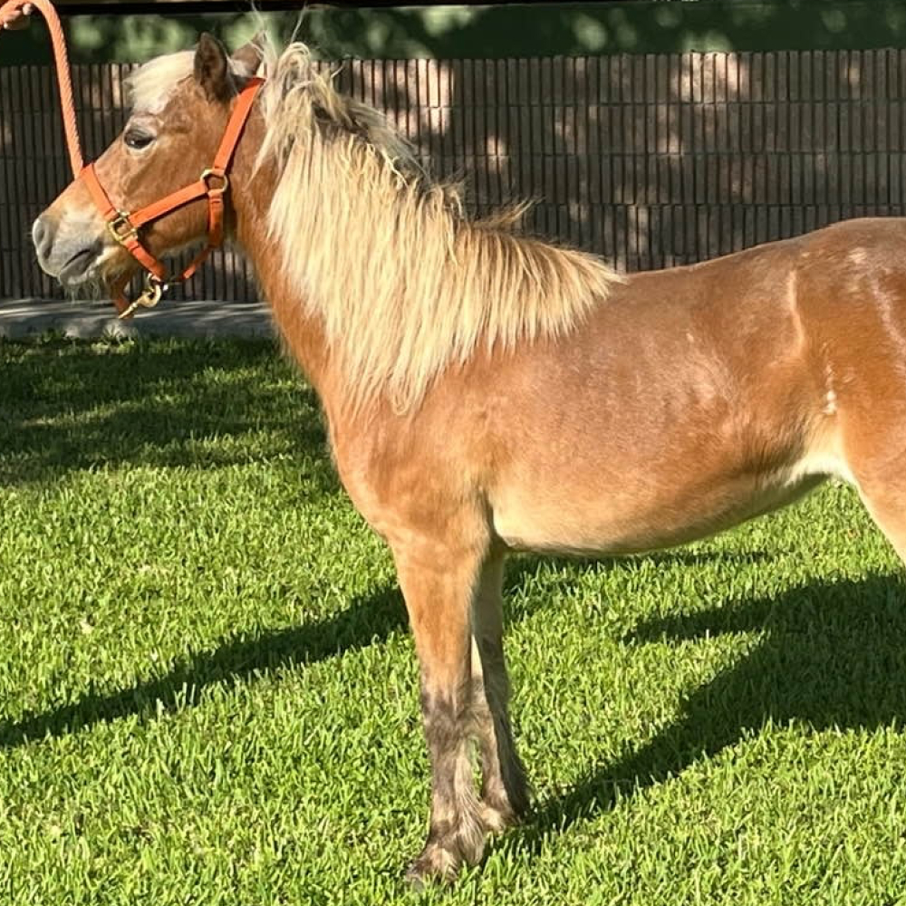 Tami Miniature Horse