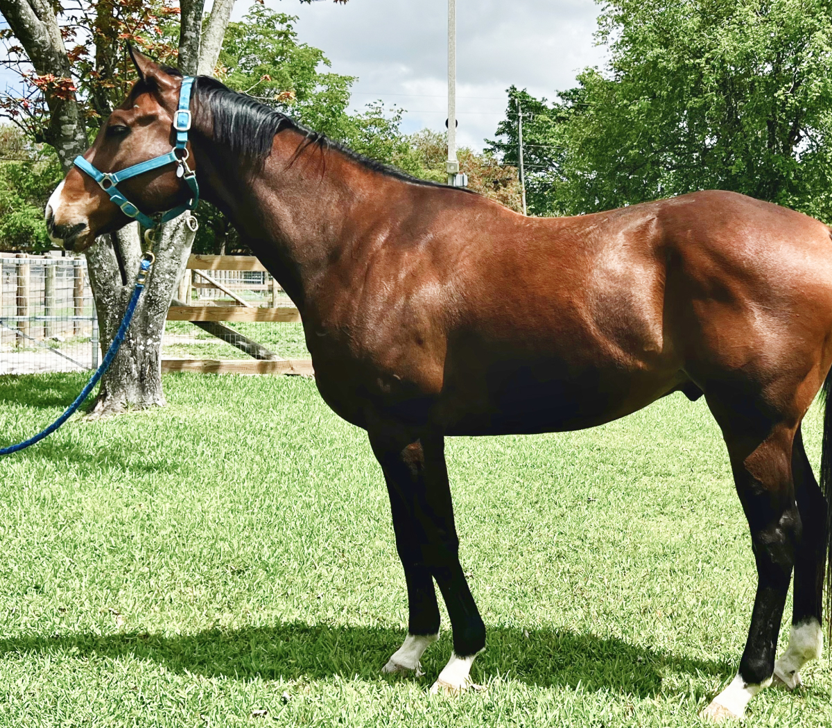 Darby - Thoroughbred Gelding