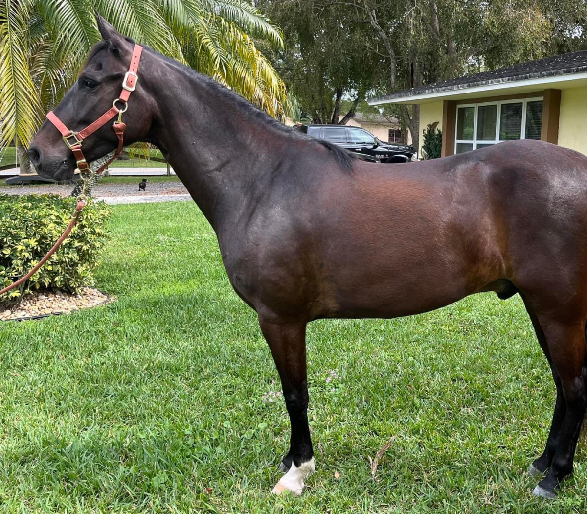 Dante - South Florida SPCA Horse Rescue