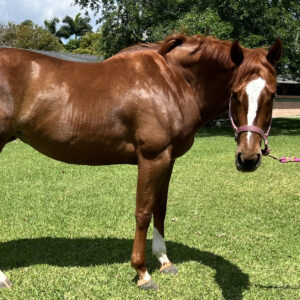 Emmas Jewel Thoroughbred Mare
