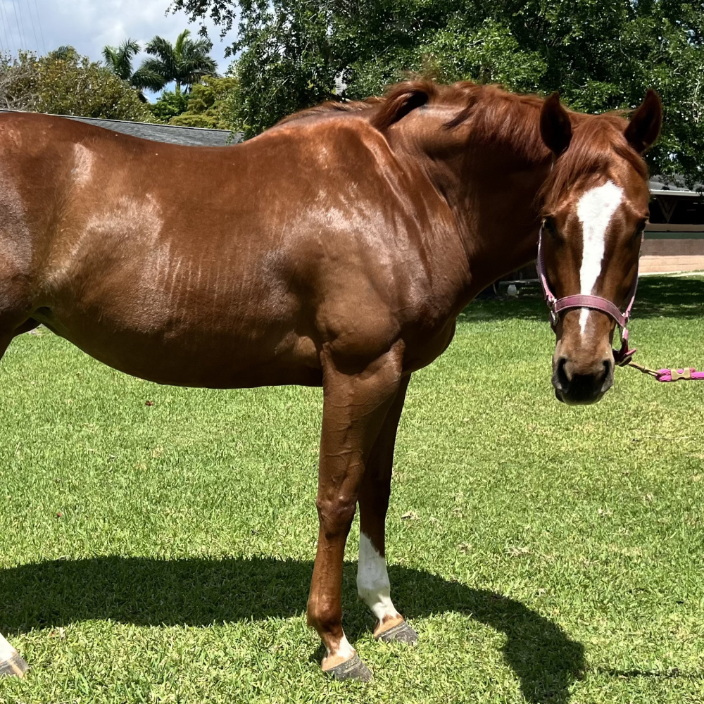 Emmas Jewel Thoroughbred Mare