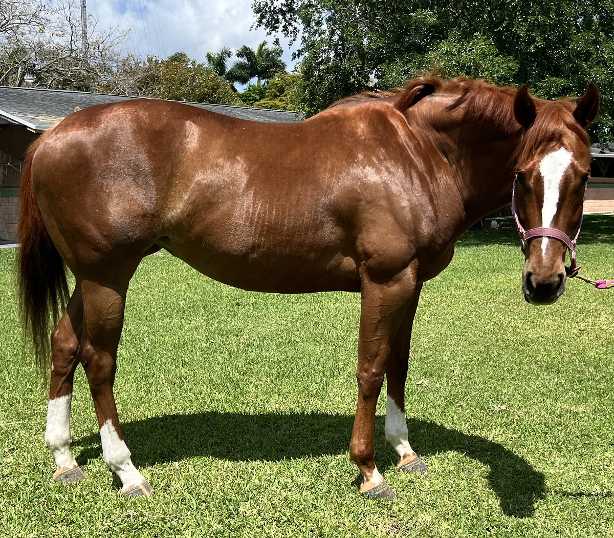 Emmas Jewel Thoroughbred Mare