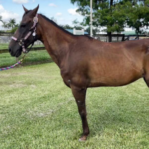 Fey - Paso Fino Mare - Born in 2016