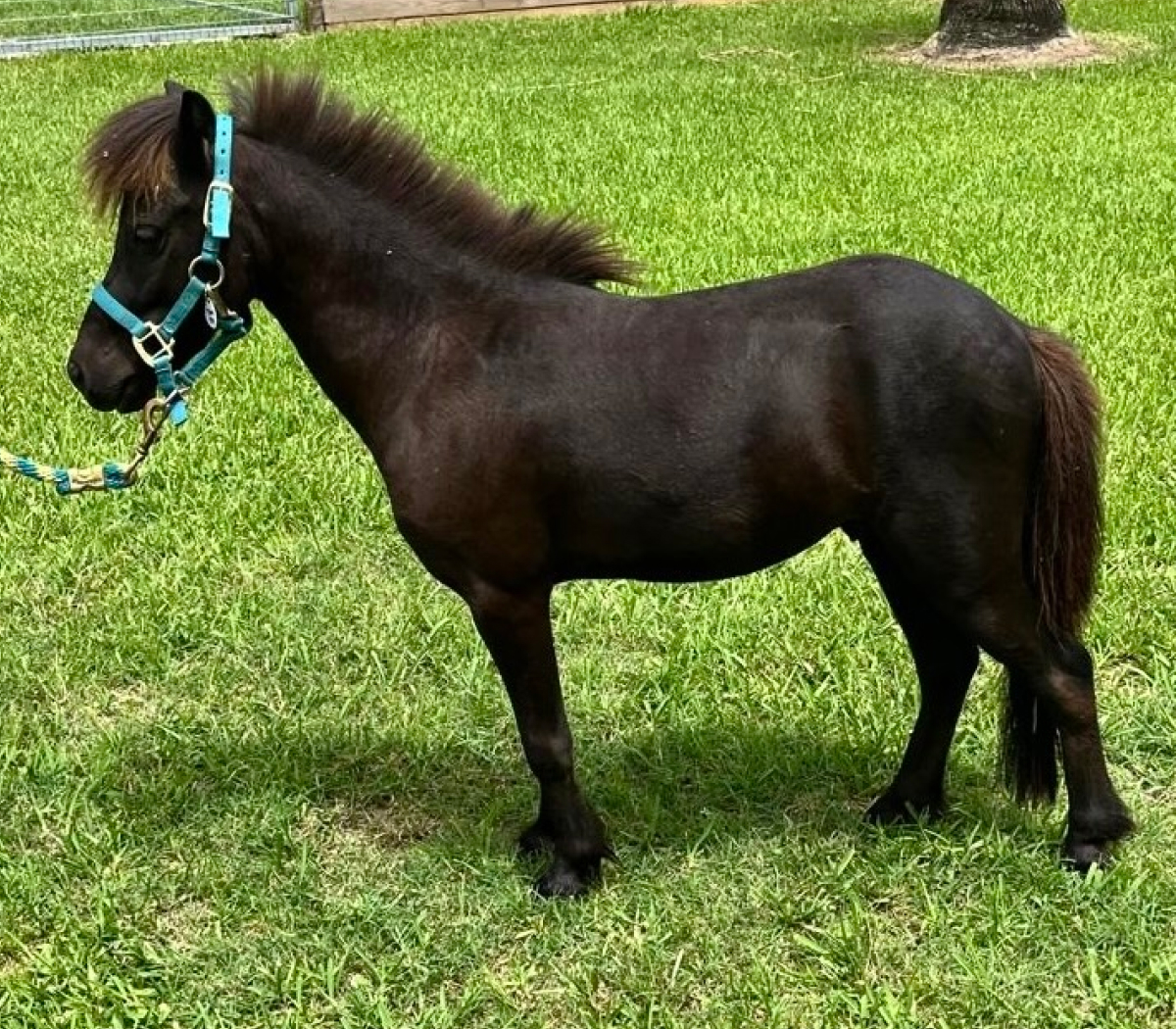 Comet - South Florida SPCA Horse Rescue