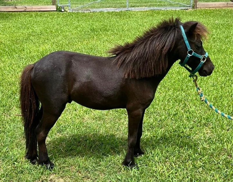 Comet - South Florida SPCA Horse Rescue