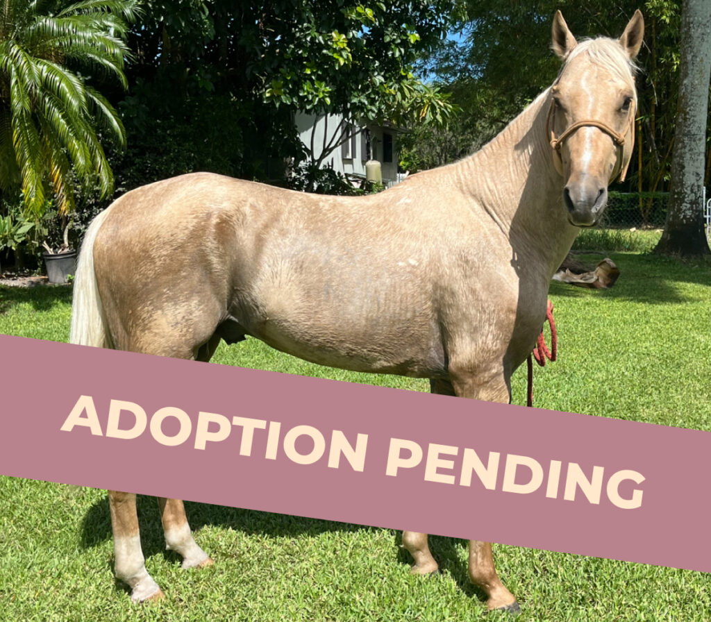 Amigo - Quarter Pony Stallion - Adoption Pending