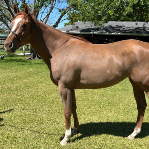 Emma's Jewel Thoroughbred mare