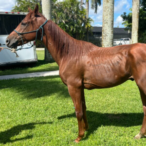 Gulliver Colt Born 2021