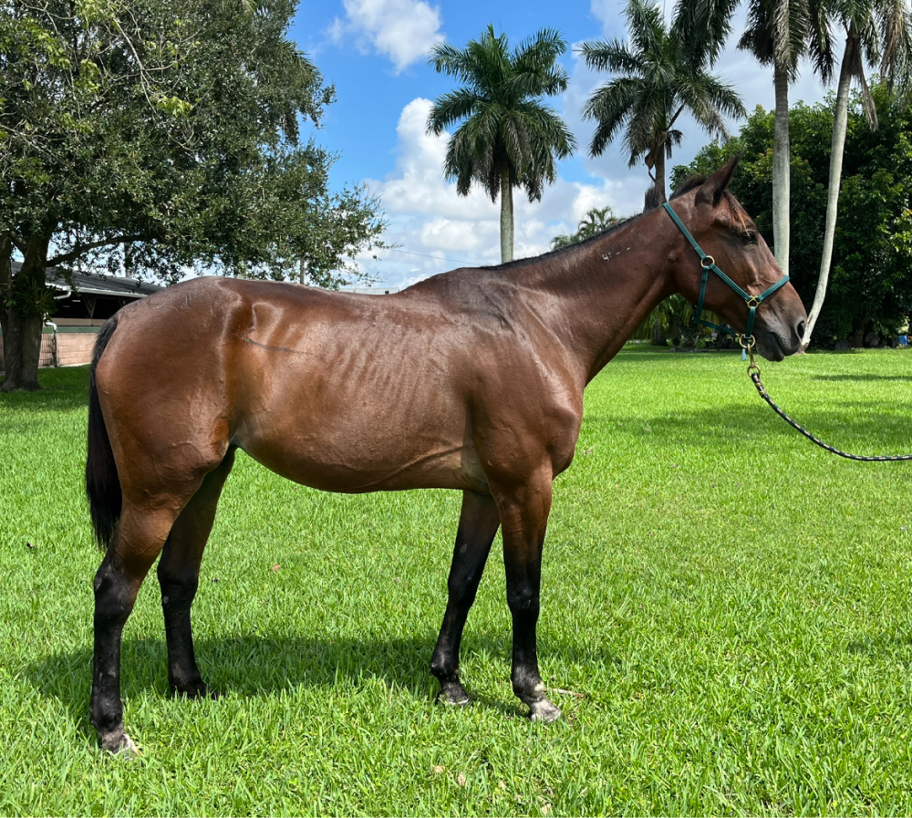 Odell Standardbred Mare Right Full