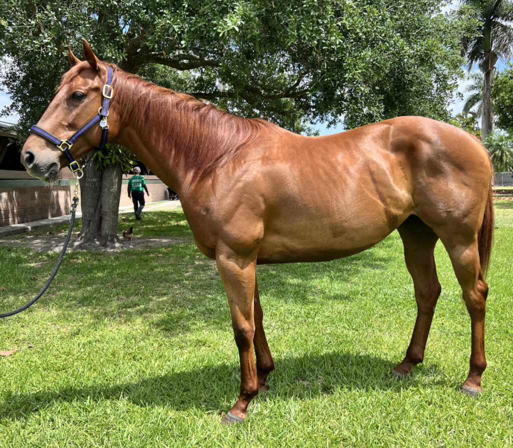 Wooden Cry - Senior Mare