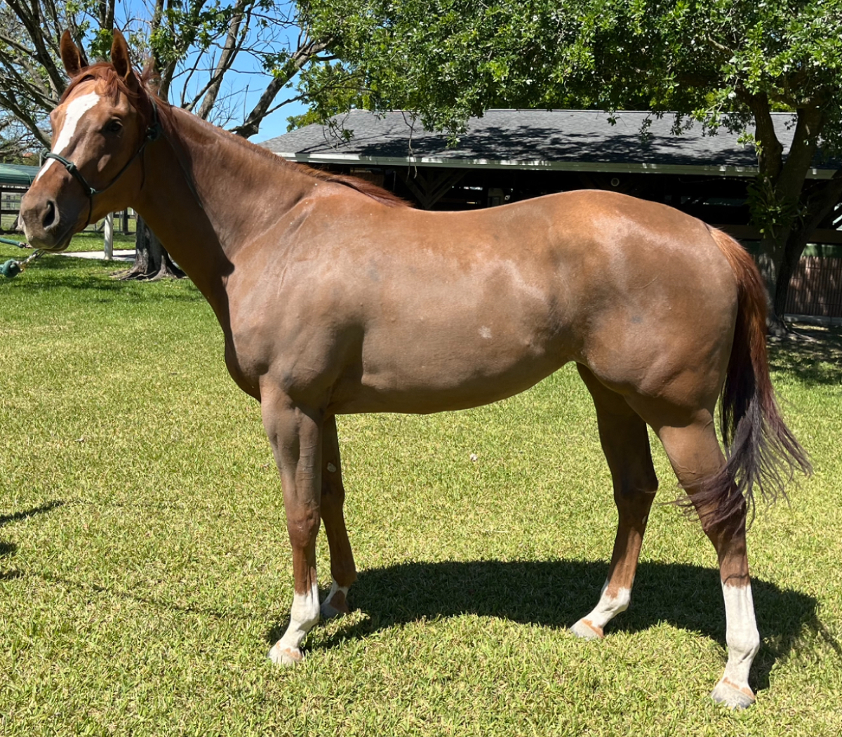 Emma's Jewel Thoroughbred mare