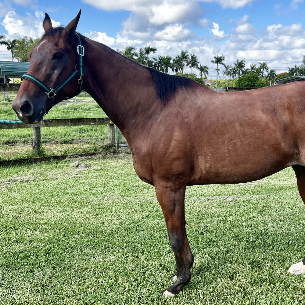 Gambler Quarter Horse Gelding