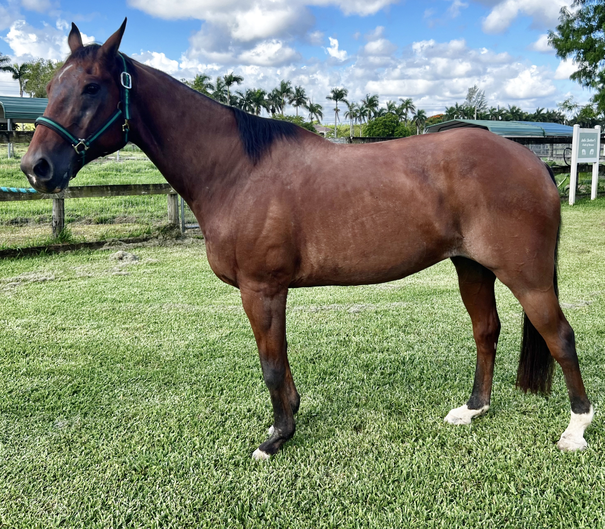 Gambler Quarter Horse Gelding
