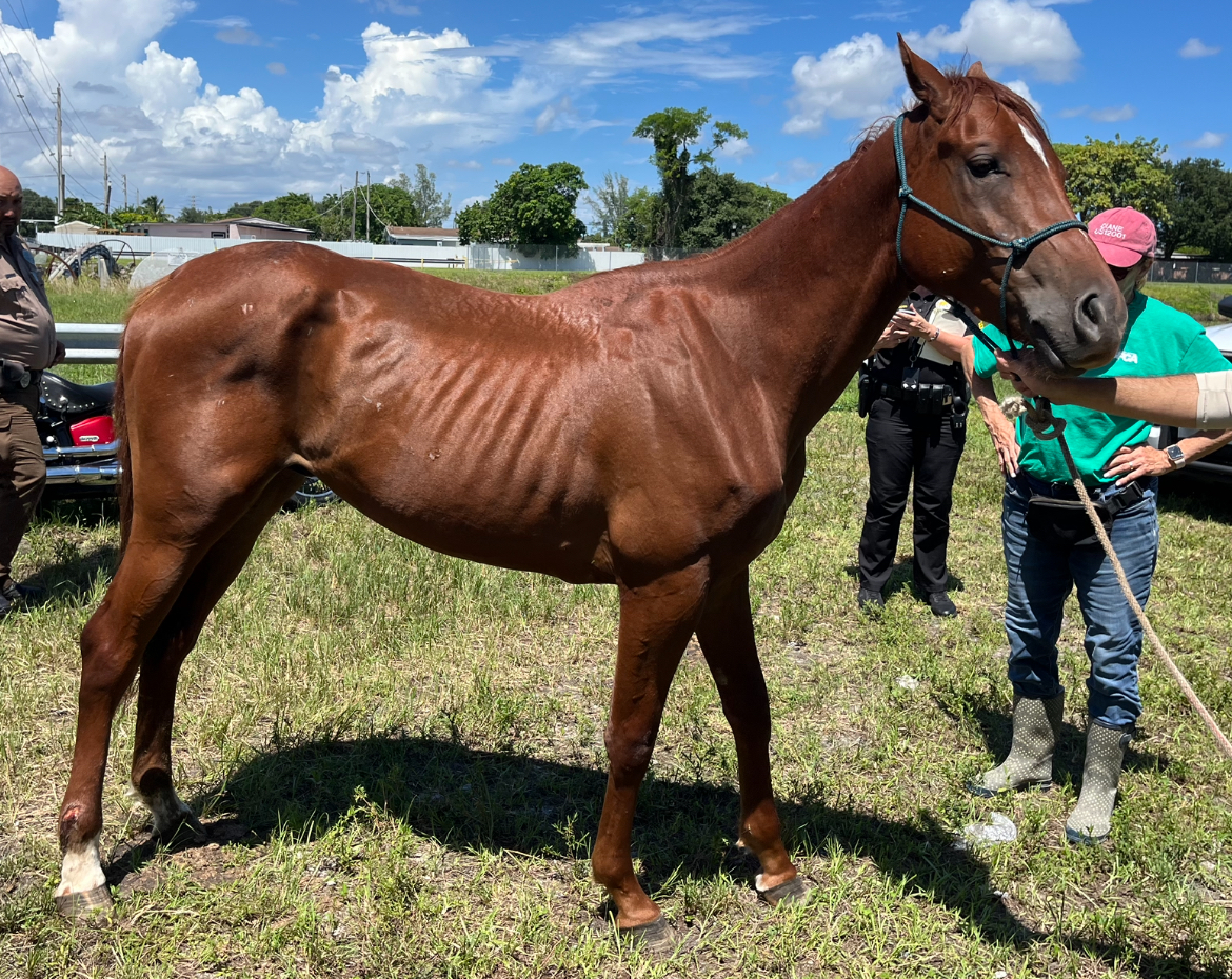 Gulliver Right Intake Colt Born 2021