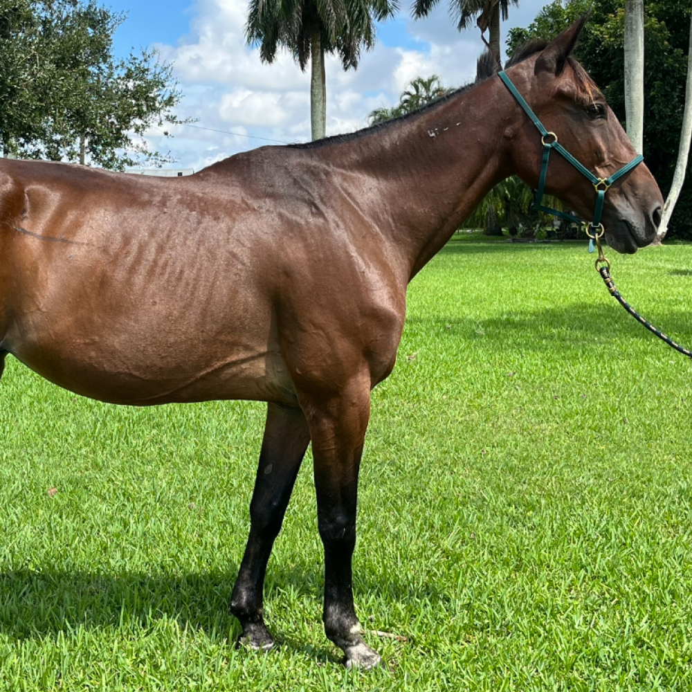 Odell Standardbred Mare Right