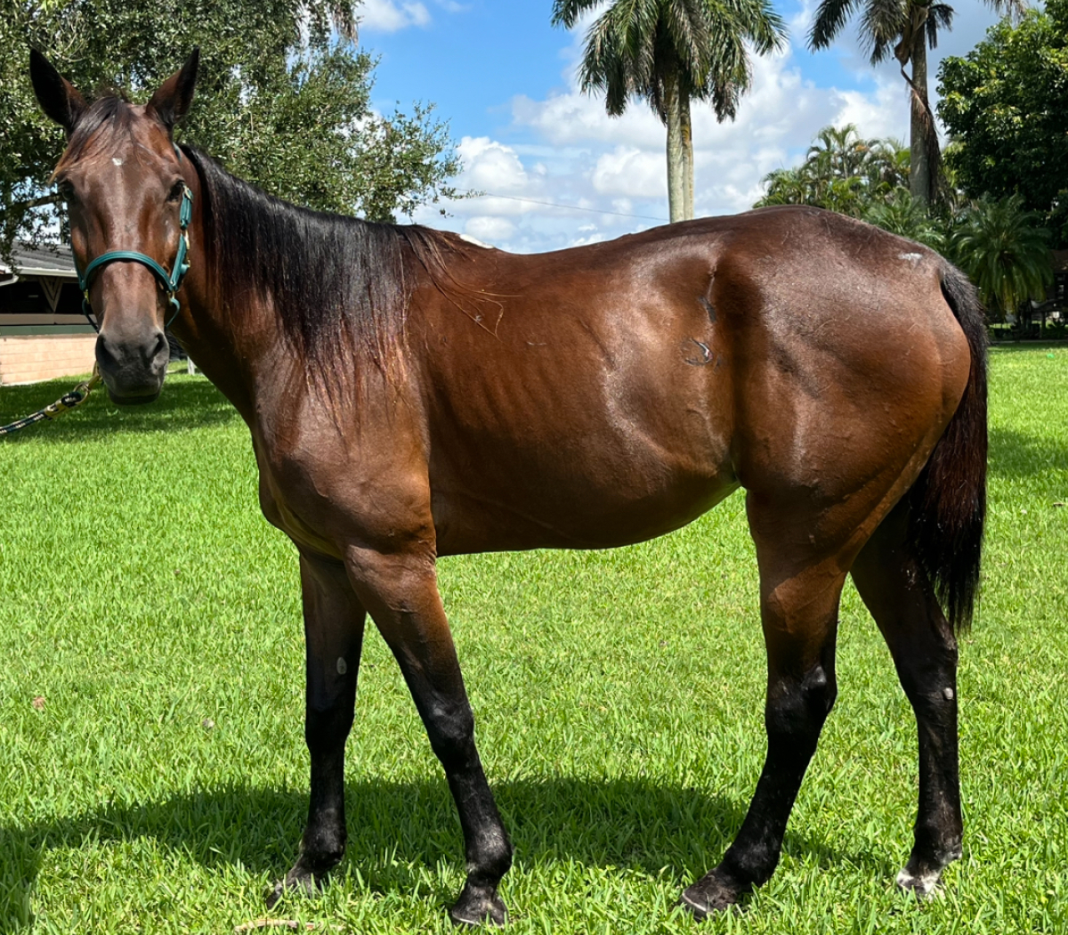 Odell Standardbred Mare