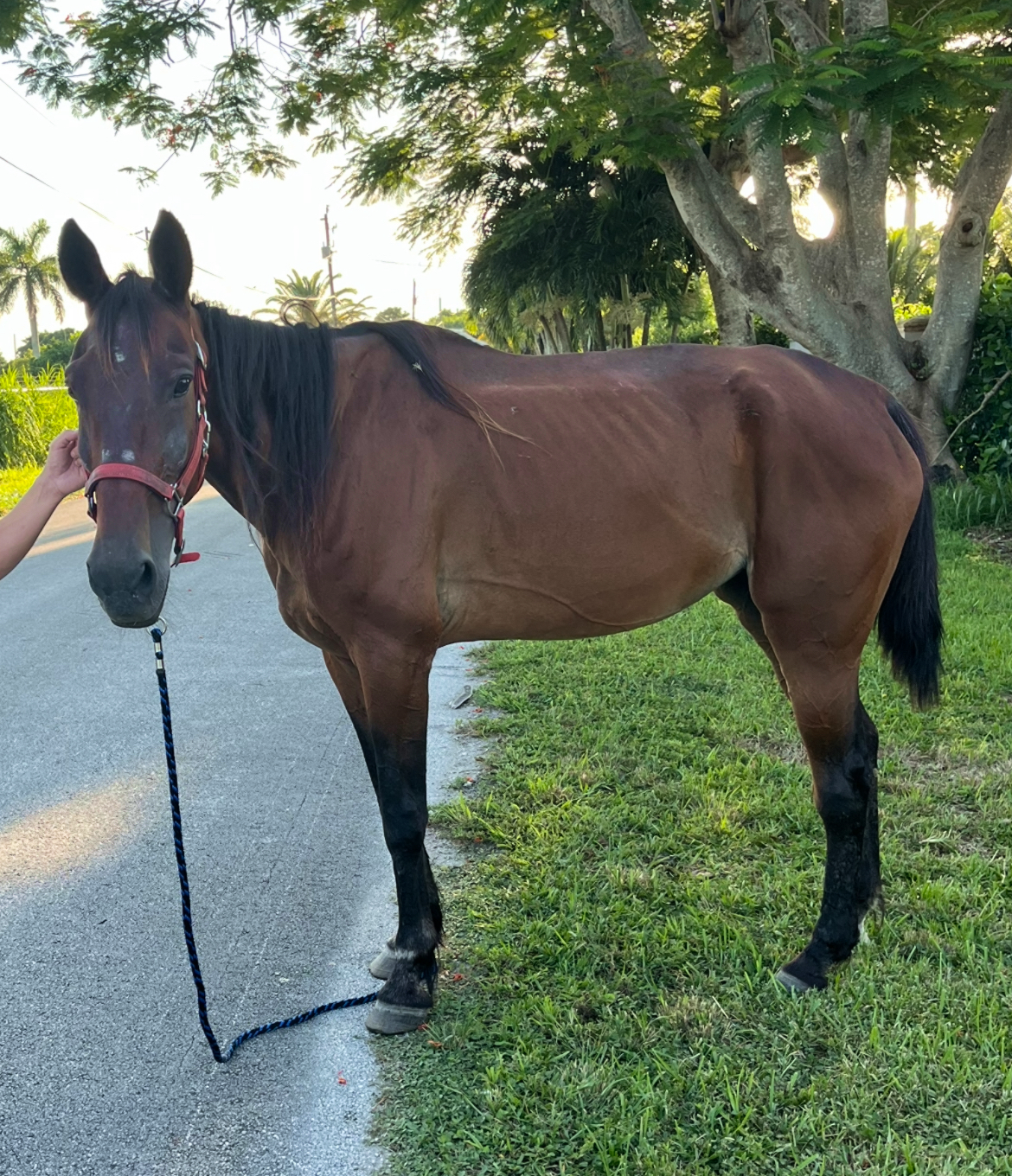 Odell Standardbred Mare Left Upon Intake