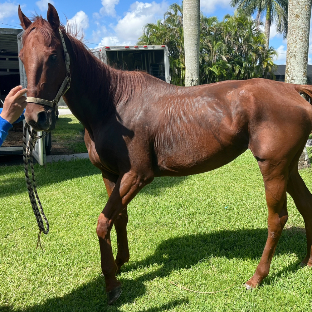 Wooden Cry Off Track Thoroughbred Mare