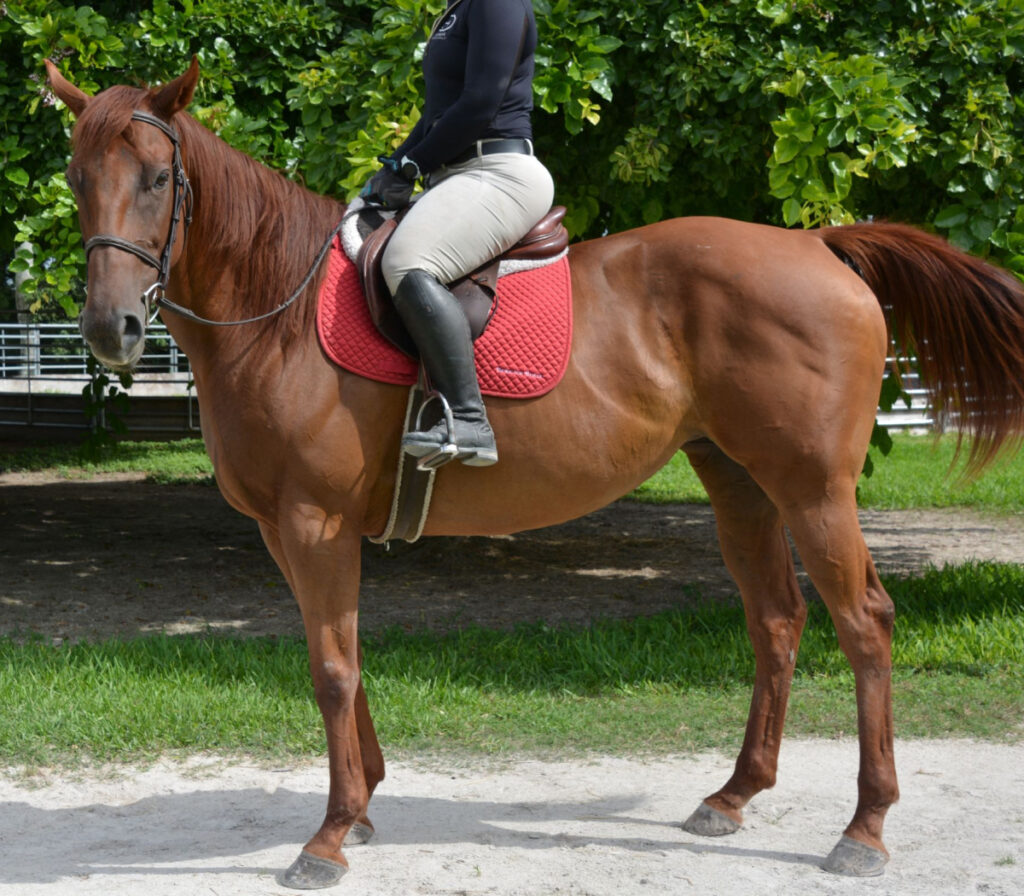 Wooden Cry Thoroughbred Mare - Gentle Spirit up for adoption