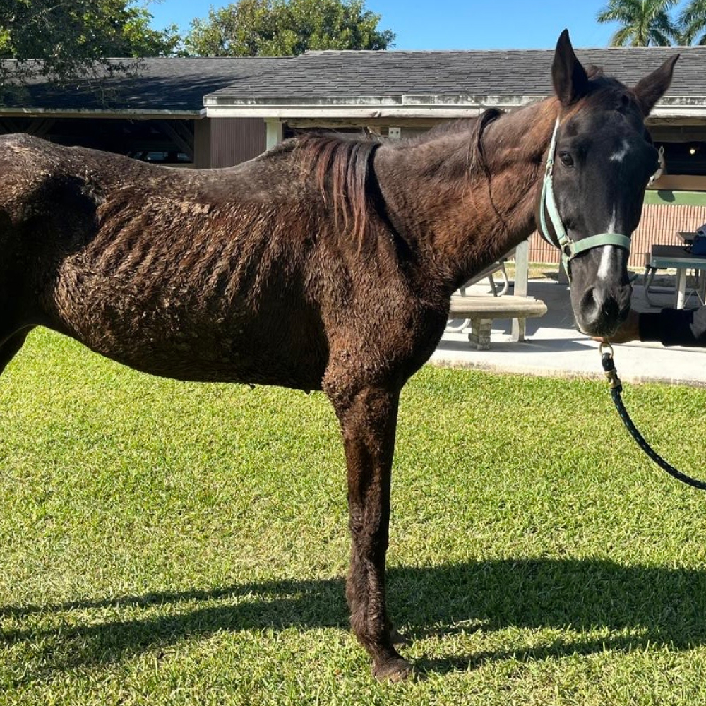 Dark Bay Thoroughbred Mare