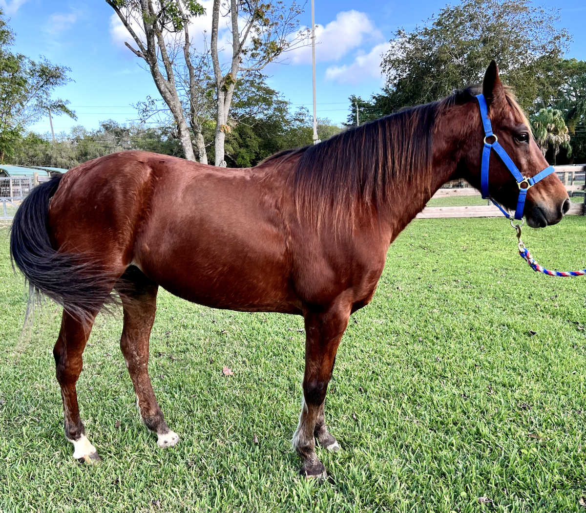 Ranger Thoroughbred Gelding