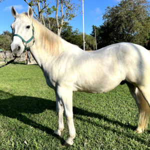 Stone Quarter Horse Gelding