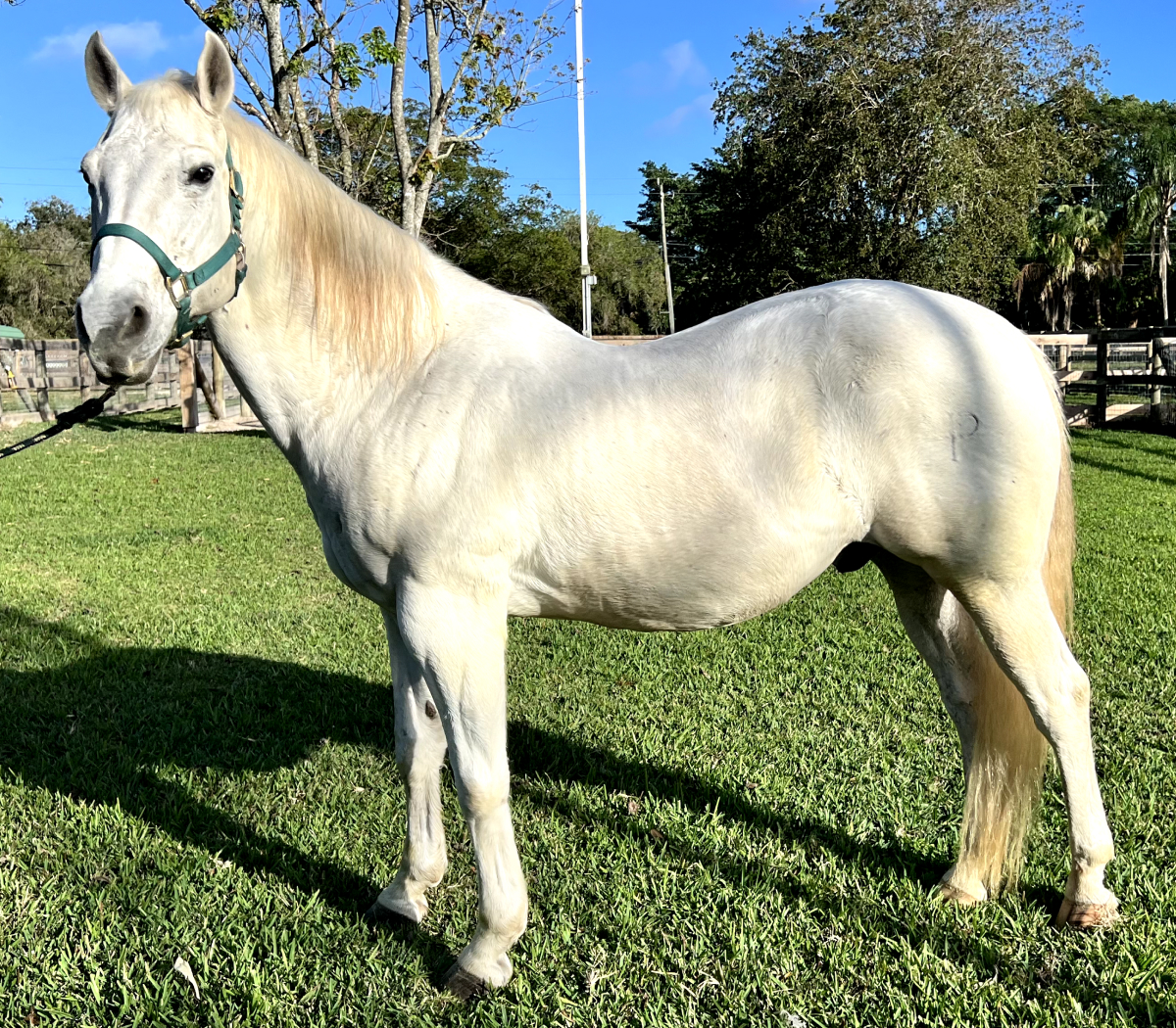 stoneHero Stone Quarter Horse Gelding