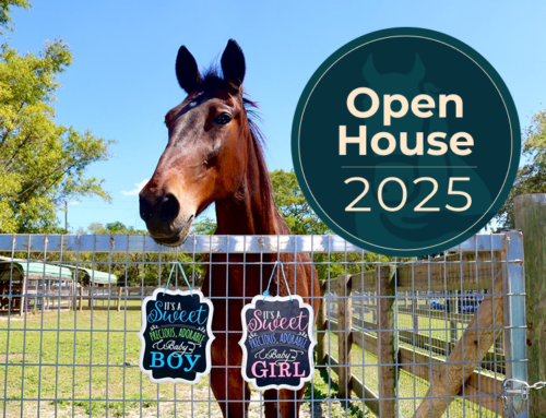 2025 South Florida SPCA Open House