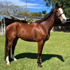 Ven Holiday Thoroughbred Gelding