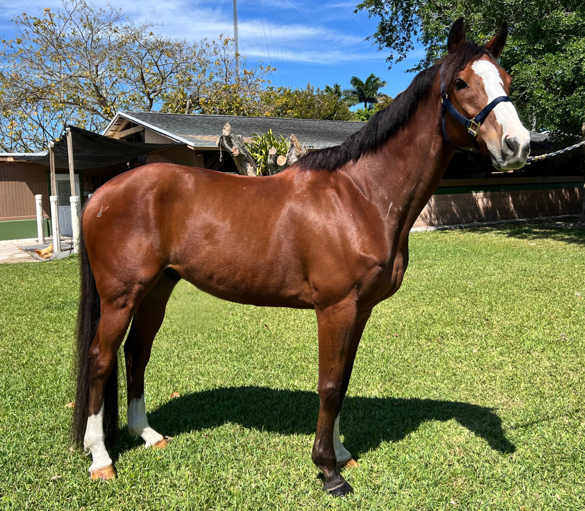Ven Holiday Thoroughbred Gelding