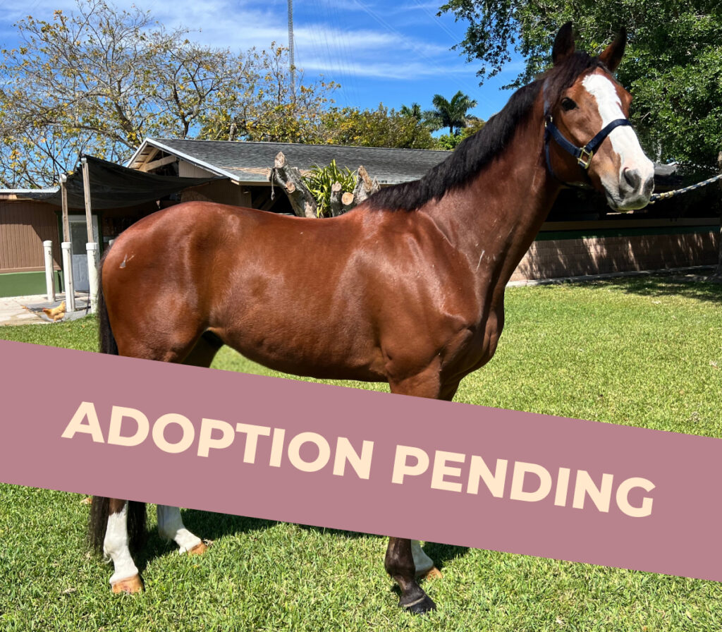 Ven Holiday - Thoroughbred Gelding Adoption Pending