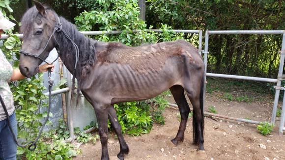 paezEmaciatedHorseTwo
