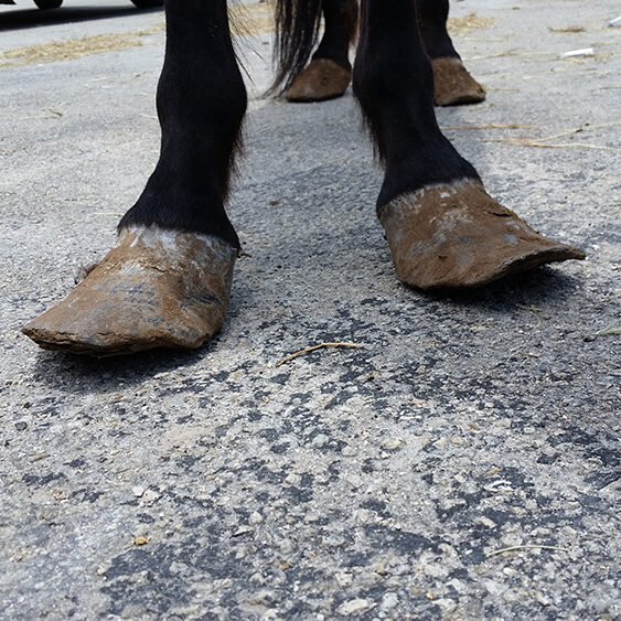 paezIntakeHooves