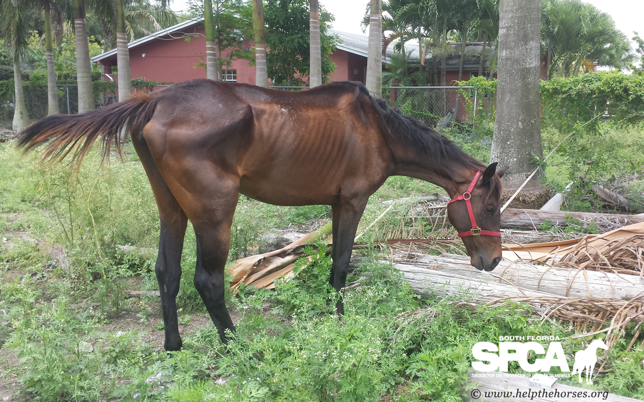 Eight Horses Seized June 2014