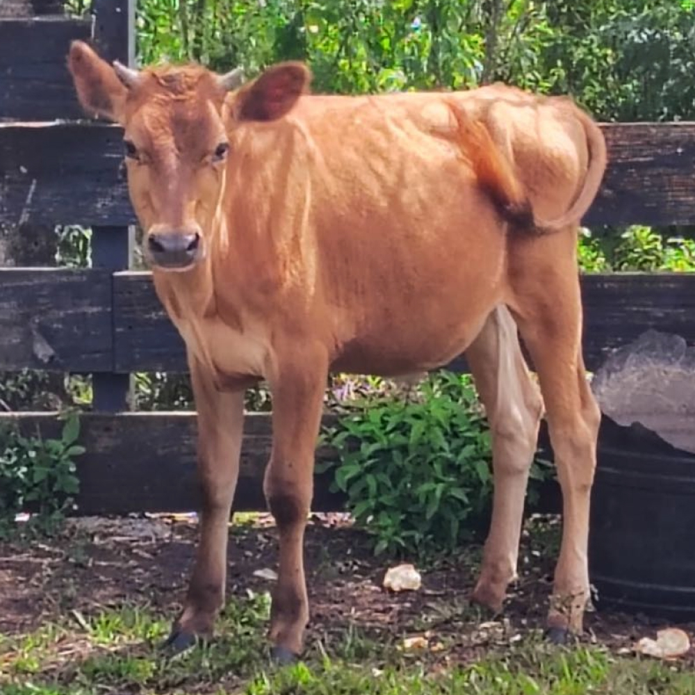 Moomoo Jersey Steer - Calm and Friendly