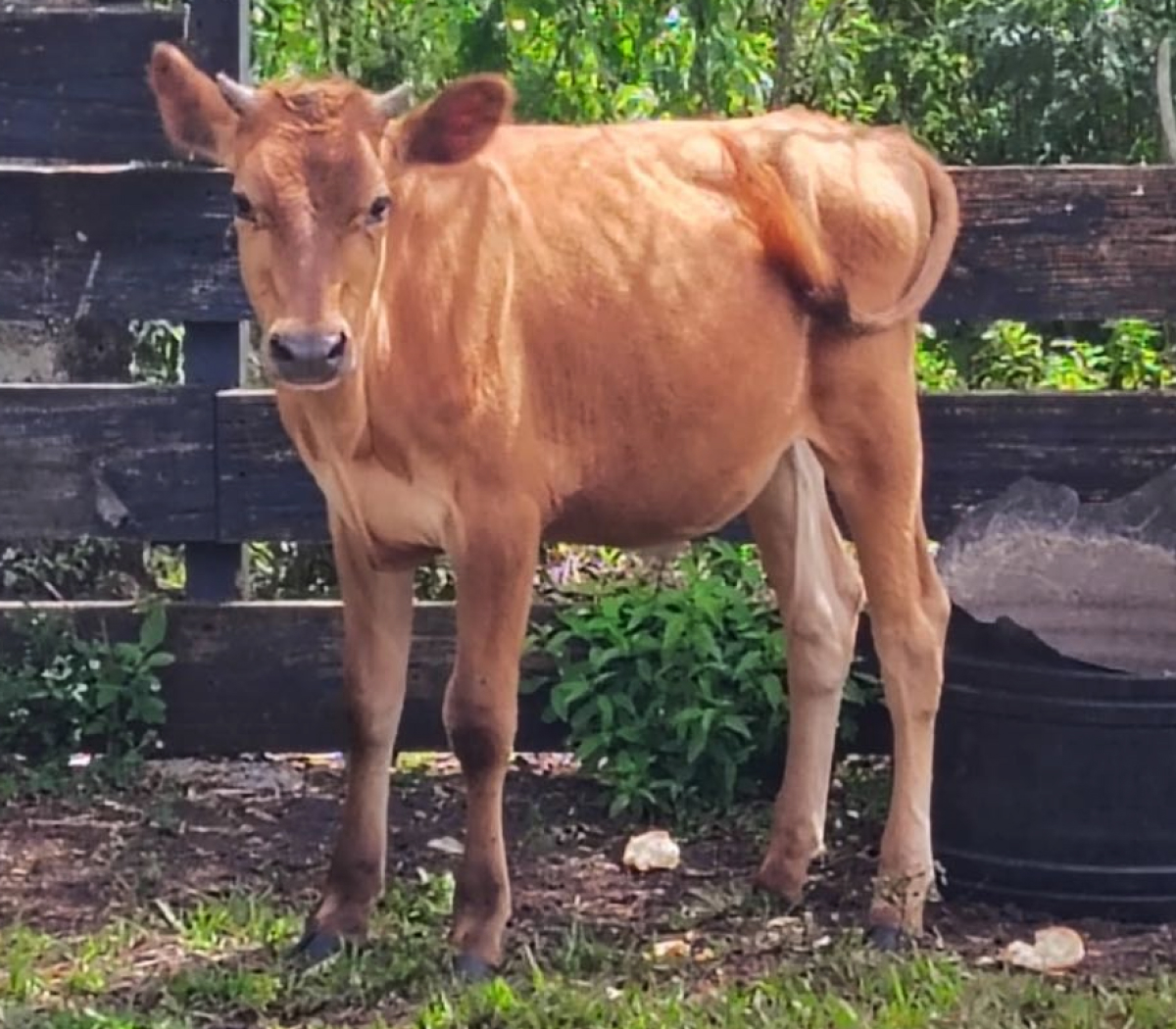 Moomoo Jersey Steer - Calm and Friendly